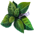 Spectre Weed(987).png