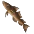Cod fish.PNG