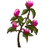 Valeriana officinalis(80).png