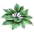 Hosta’s Aconitum(206).png