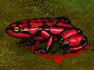 Red Frog.gif
