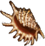 Birsky's shell(554).png