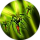 Tainted Mosquito.png
