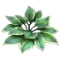 Hosta’s Aconitum.PNG