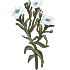 Marshmallow herb(88).png