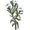Marshmallow herb.PNG