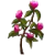 Valeriana officinalis.PNG